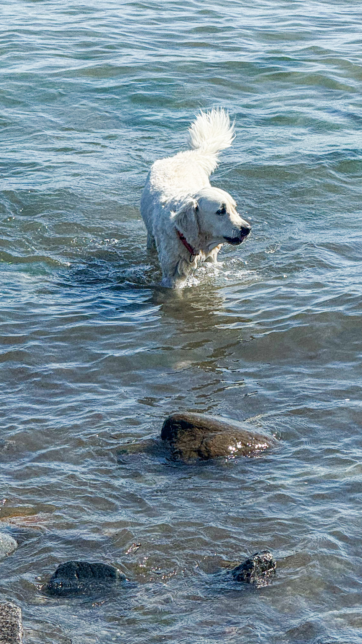 Hund rennt am Hundestrand in Grömitz