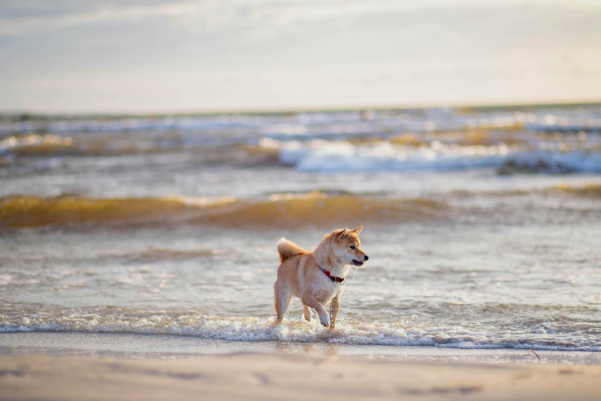 Hund am Strand