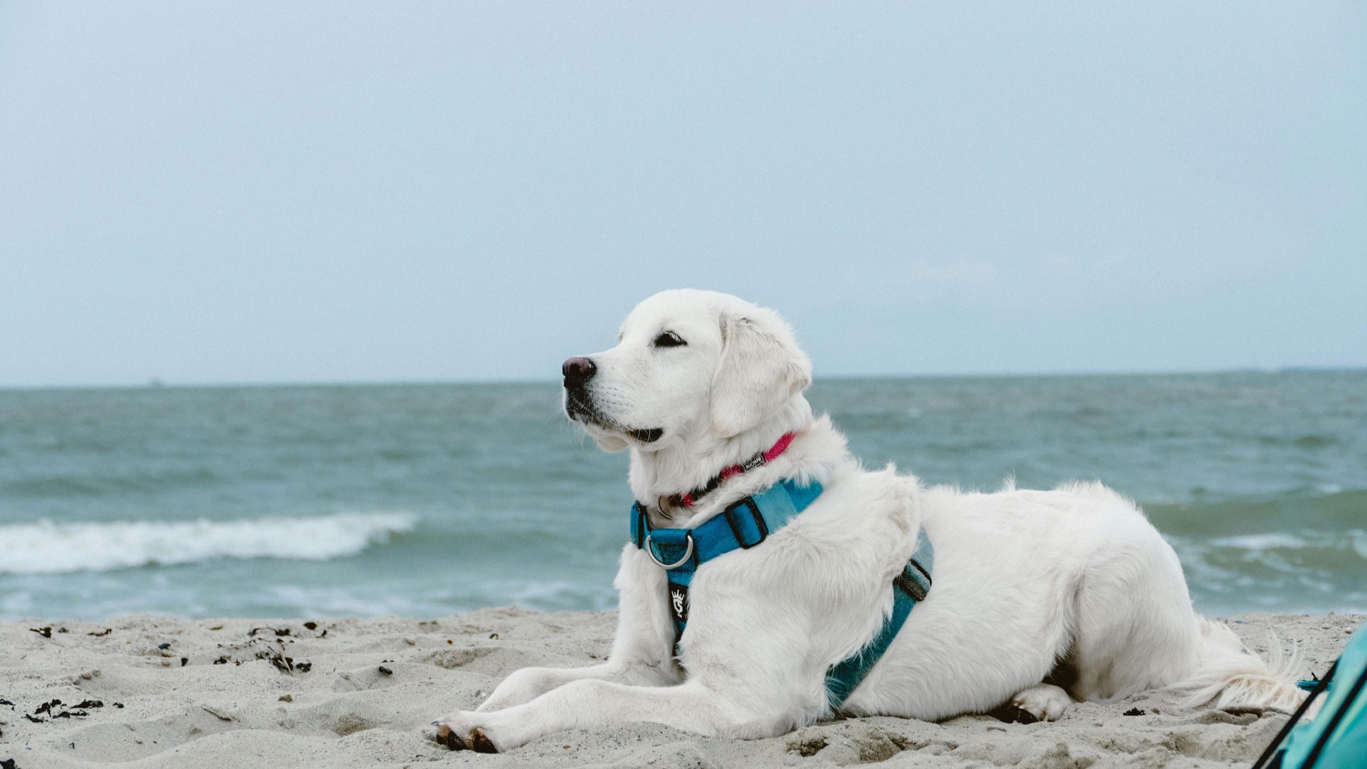 Ahoi Steffen Henssler