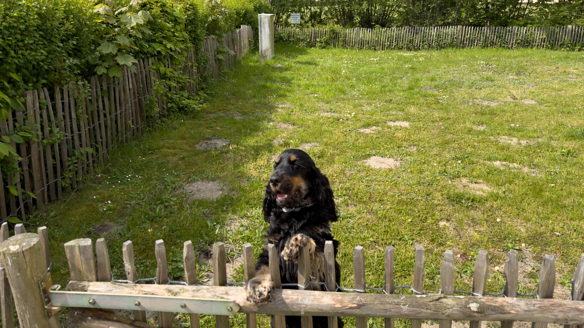 Hund Tonic am Gartenzaun