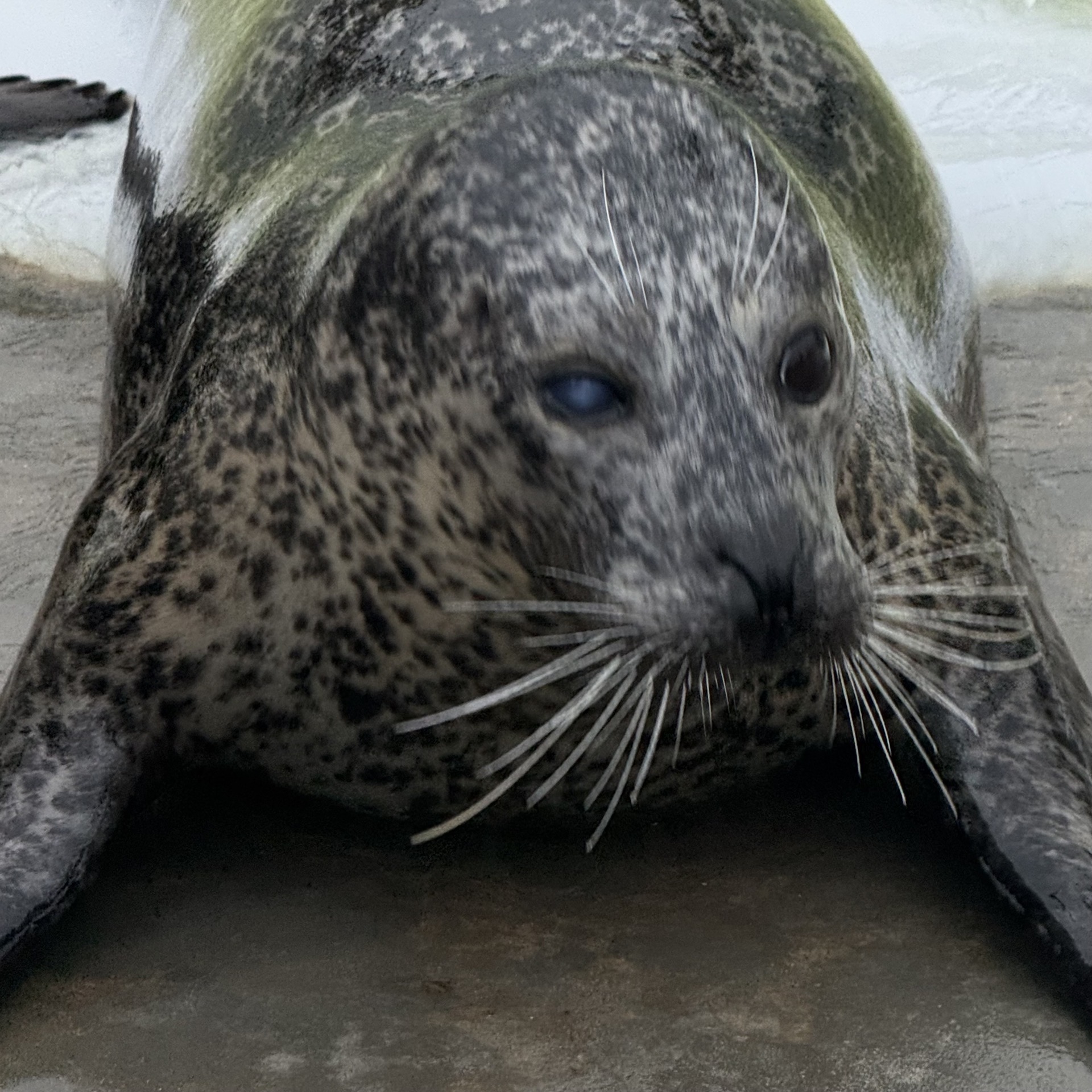 Seehunde während der Fütterung im Zoo Grömitz